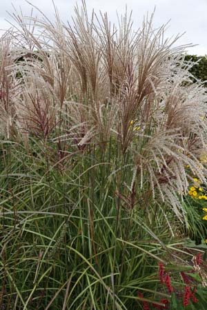 Miscanthus sinensis 'Versammlung'