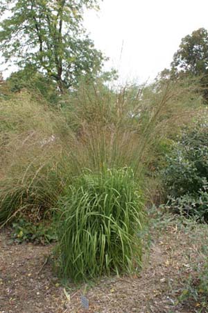 MOLINIA caerulea ssp. arundinacea 'Cordoba'