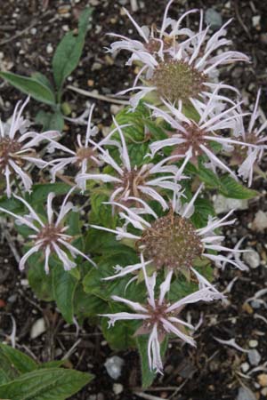 Monarda bradburiana (Herrmannshof)