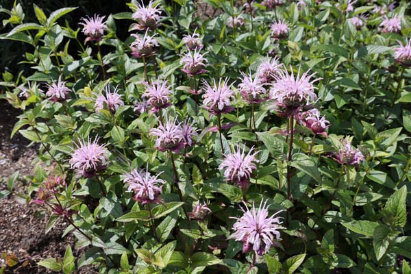 Monarda bradburiana 'Verbesserte Ozark'