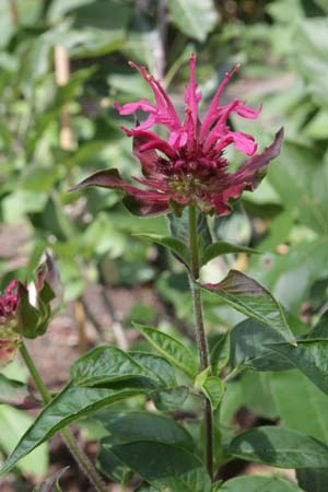 Monarda 'Dancing Bird'