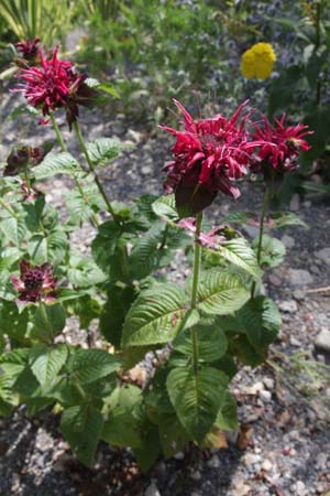 Monarda 'Fireball'