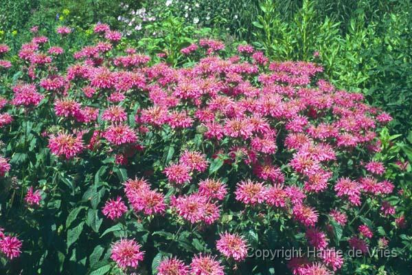 Monarda 'Marshall's Delight'