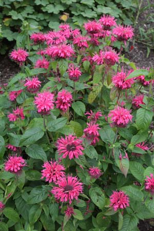 Monarda 'Pink Lace'