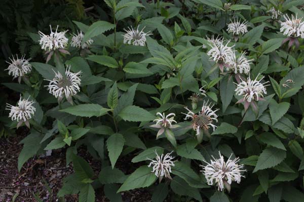 Monarda sp. 'Oconee River Gorge'