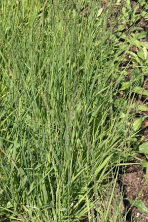 MOLINIA caerulea ssp. caerulea 'Moorflamme'