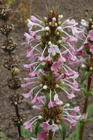 Morina longifolia