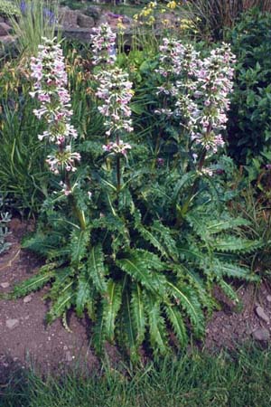 Morina longifolia