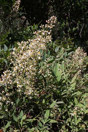 Nandina