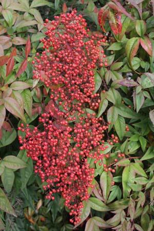 Nandina