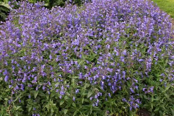 Nepeta 'Blue Beauty'