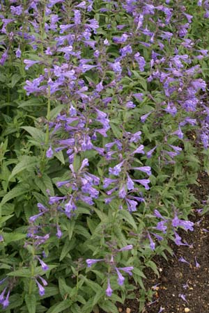 Nepeta 'Blue Beauty'