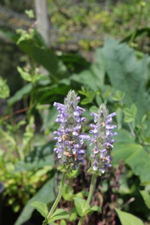 Nepeta sp. CC 6870