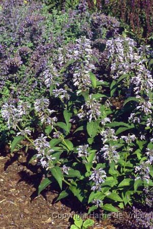 Nepeta subsessilis 'Cool Cat'