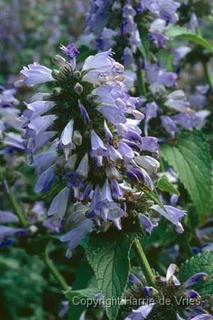 Nepeta subsessilis 'Cool Cat'