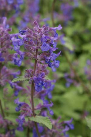 Nepeta racemosa 'Superba'