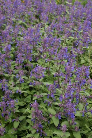 Nepeta racemosa 'Superba'