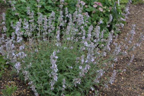 NEPETA 'Gletschereis'