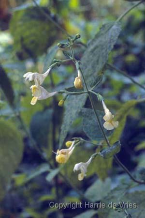 Nepeta govaniana