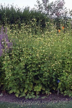 Nepeta govaniana