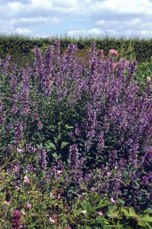 NEPETA grandiflora 'Bramdean'