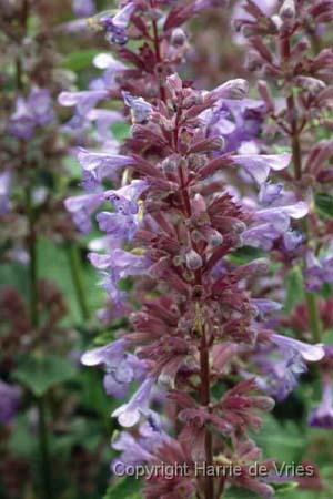 NEPETA grandiflora 'Blue Danube'