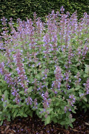 Nepeta grandiflora 'Blue Danube'