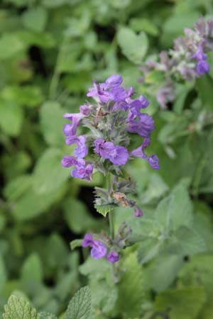 Nepeta 'Hill Grounds'