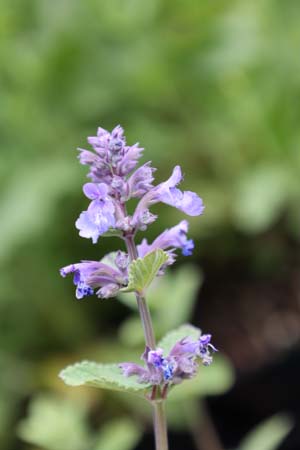 NEPETA 'Joanna Reed'