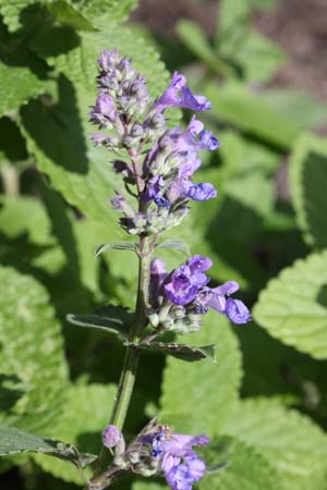 Nepeta 'Joanna Reed'