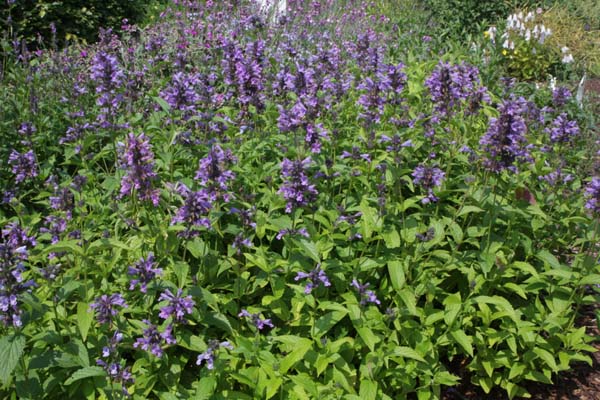 Nepeta kubanica (N. cyanea cyanea)