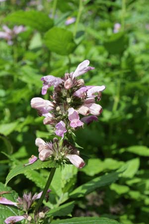 Nepeta kubanica 'Summer Wine'