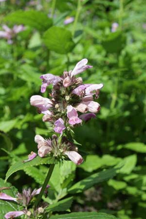 NEPETA kubanica 'Summer Wine Compact'