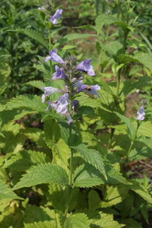 Nepeta kubanica 'helderblauw'