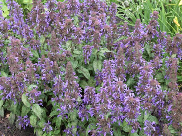 Nepeta kubanica 'Neptune'