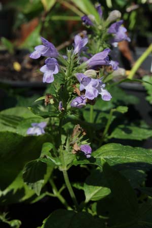 NEPETA kubanica 'helderblauw'