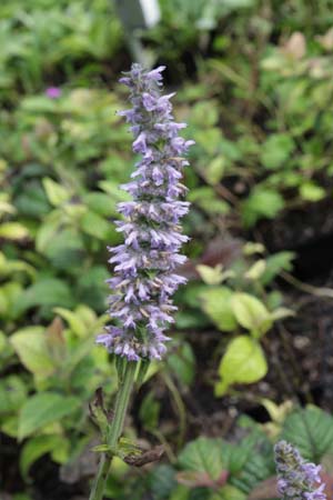 NEPETA multifida (Schizonepeta m.)