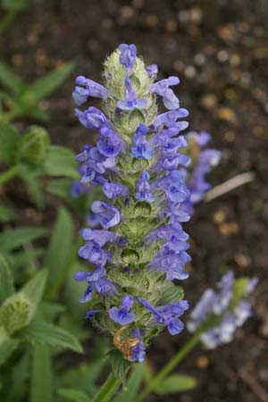 Nepeta nervosa 'Blue Moon'