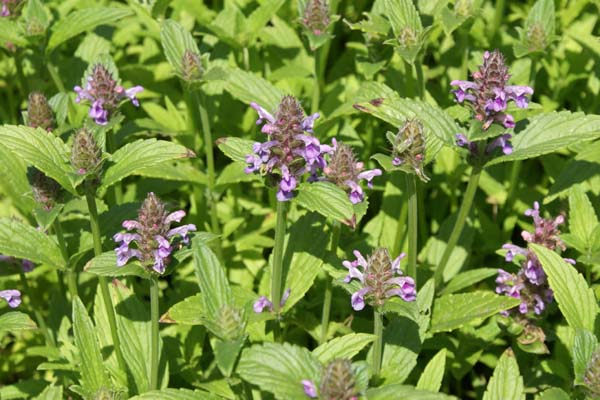 Nepeta nervosa 'Pink Cat'