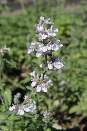 Nepeta nepetella 'Porzellan'