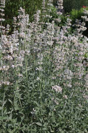 Nepeta nepetella subsp. aragonensis