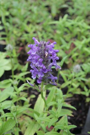 Nepeta nervosa