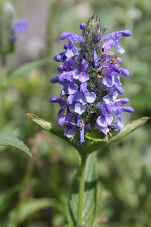 Nepeta nervosa