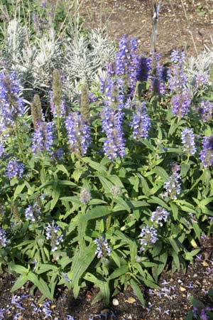 Nepeta nervosa 'Blue Moon'