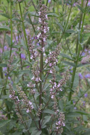 Nepeta nuda 'Romany Dusk'