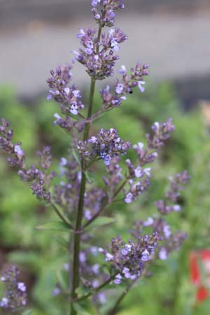 Nepeta nuda 'Dark Purple Form'