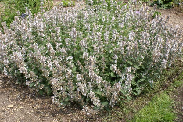 Nepeta 'Porzellan'