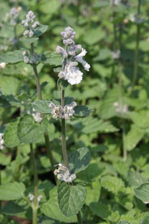 Nepeta 'Porzellan'