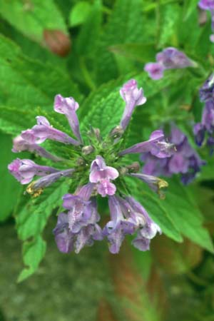 Nepeta prattii