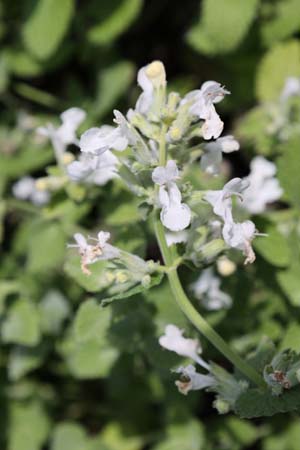 Nepeta racemosa 'Snowflake'